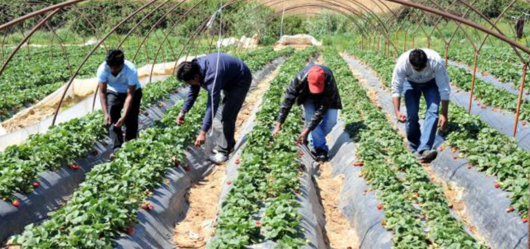 Greek government to have thousands of migrants work in agriculture