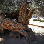 olive-tree-vouves-trunk
