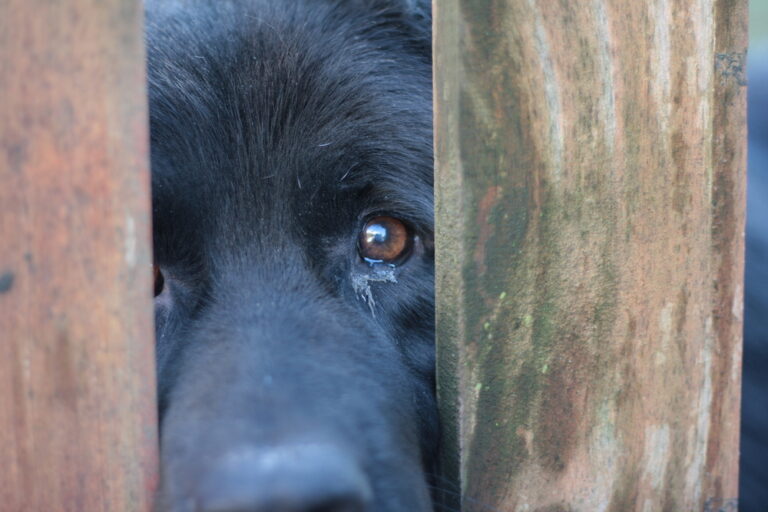 New legislation introduces up to 10 year prison sentence for animal torture