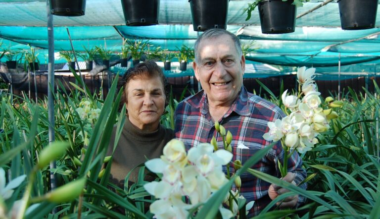 Vasili’s Taxidi: When a Hobby Turns into Something Spectacular