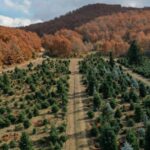 View of fir trees, grown to be sold as Christmas trees, at a farm in the village of Taxiarchis, during the coronavirus disease (COVID-19) pandemic, in the region of Chalkidiki