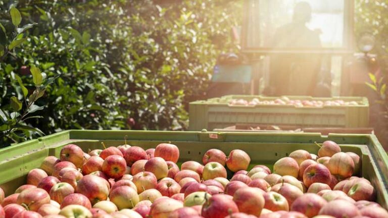 Fruit growers Victoria calling for fruit harvesting workers this season