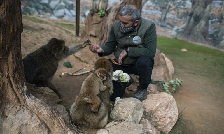 No income, 2,000 mouths to feed: Lockdown squeezes Greek zoo