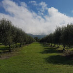 arolyn-olive-grove