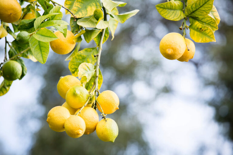 Top 5 natural Greek remedies