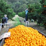 A Truck Full Of Mandarins On A Fruit Farm In New South Wales, Au