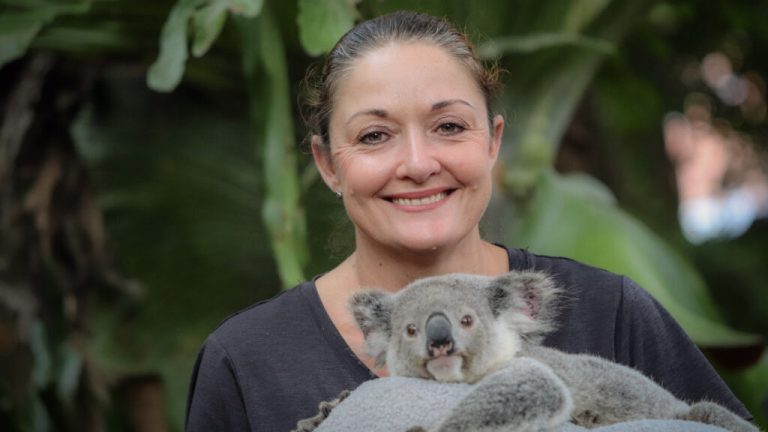 ‘Over four years I rescued 337 koalas’: Queensland Koala Society founder Angela Christodoulou
