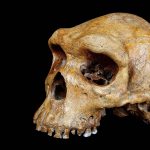 Broken Hill skull, Homo heidelbergensis, discovered in Africa in 1921.