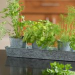 8920-herbs-in-galvanized-pots