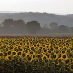 A sunflower field at the Greek-Macedonian border near the village of Idomeni