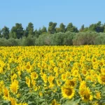 Sunflower-field-in-Halkidiki-Greece.-My-Sunday-Photo-extraordinarychaos.com_-1440×755-1