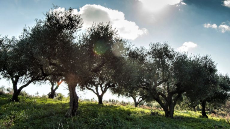Greek olive oils cross a continent for Olive Japan Awards