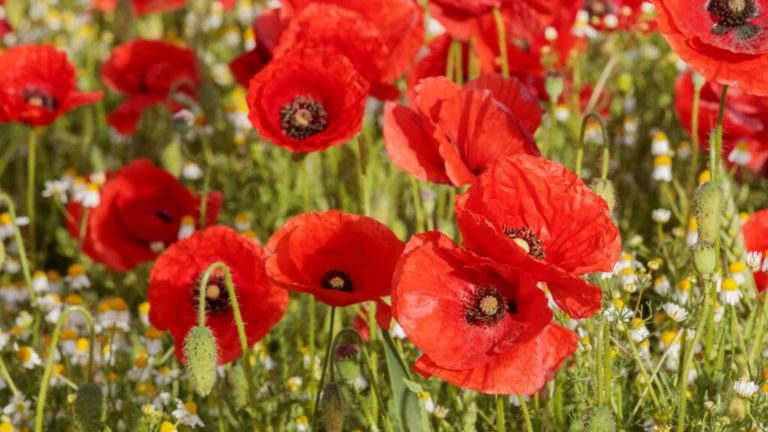Red poppies light up the sky for Remembrance Day