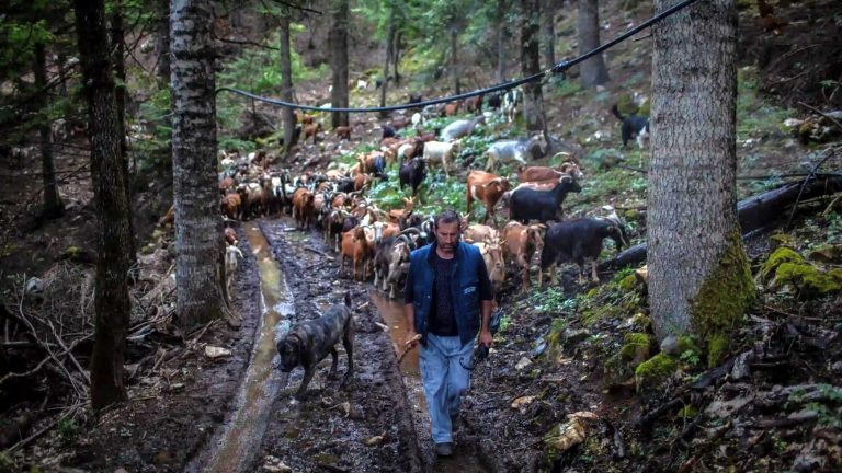 ‘Proud of what I do’: Nomadic herders on life in Greece’s mountainous villages