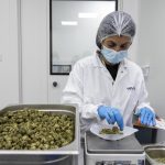 Israel Medicinal Cannabis