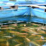 Fish-farming-Greek-island