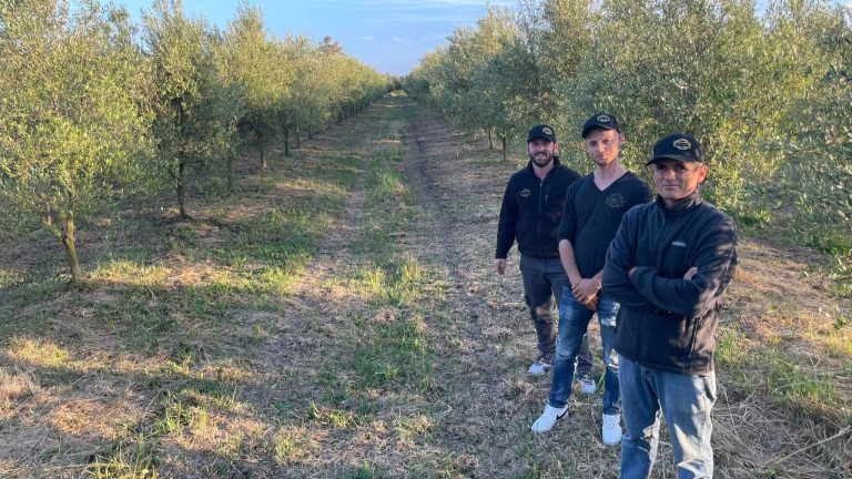 Top Greek olive oils at Athena International Competition hail from various areas
