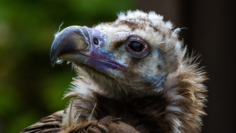 Greece wildfires damage ecosystems of birds in Dadia forest