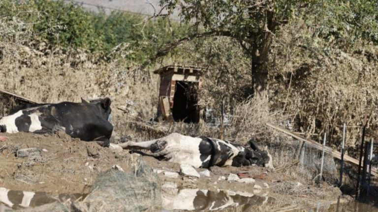 Over 200,000 animals died from the floods in Greece