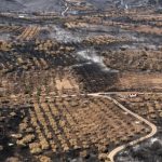 Burnt olive groves following a wildfire in the village of Dikella, west of Alexandroupolis, Greece, on Tuesday, Aug. 29, 2023. With more than 72,000 hectares burnt, the Alexandroupolis wildfire in Evros is the largest on record in the EU.