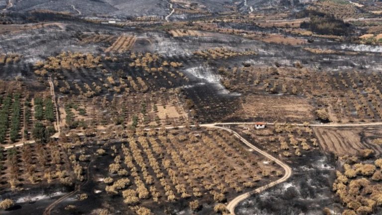 Greece wildfires burn 60 percent of Evros olive groves