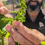 Jim Markeas with young grapes of a newly grafted Greek vartiety at his vineyards.(ABC Rural Eliza Berlage)