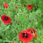 Red-Poppy