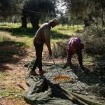 Greek olive farmers have voice concern about prospect of reduced pickings due to labour shortage. Photo Louisa Gouliamaki The Guardian.