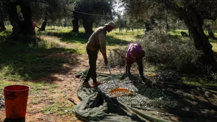 Greek olive farmers have voice concern about prospect of reduced pickings due to labour shortage. Photo Louisa Gouliamaki The Guardian.