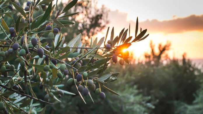 Hellenic Olive Network