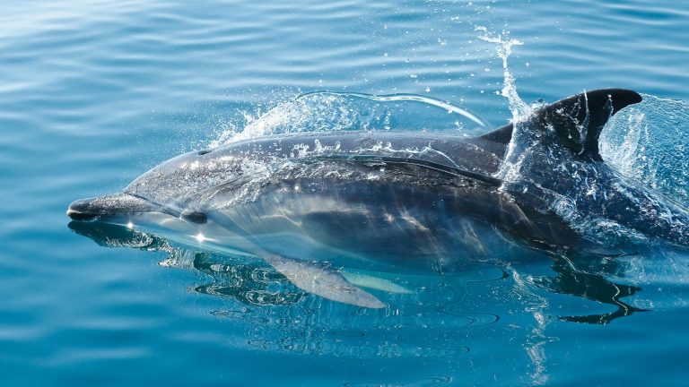 Rare dolphin with thumbs photographed in Greece’s Corinth Gulf