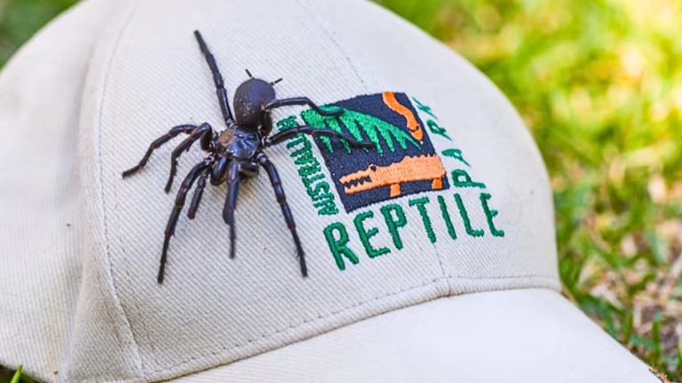 Record-breaking lethal spider in Australia named after Greek god Hercules