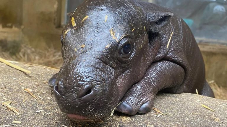 Rare pygmy hippo born at Greek zoo
