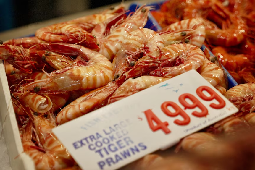 The wet weather has allowed prawns to grow and breed faster, meaning more stock is available for consumers.(ABC News: Mark Leonardi)