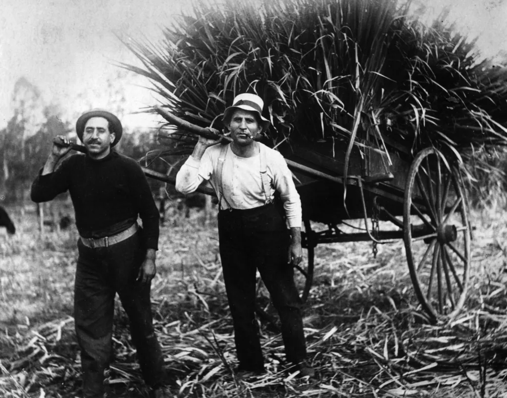 Greek sugarcane cutters
Childers, Qld, c. 1917

