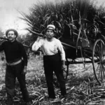 Greek sugarcane cutters Childers, Qld, c. 1917