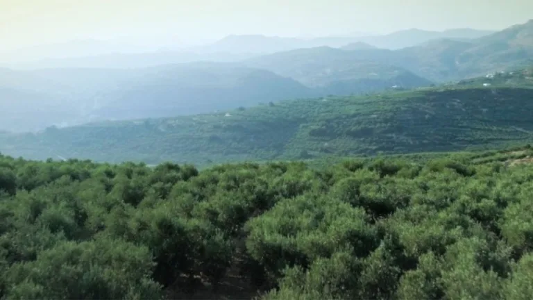 Olive oil: ‘King of Foods’ for tourists and locals in Crete