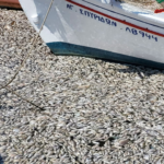 Large amount of dead fish wash-up on the beach, shores, port of Volos city. Photograph: Nicolas Economou/NurPhoto/REX/Shutterstock