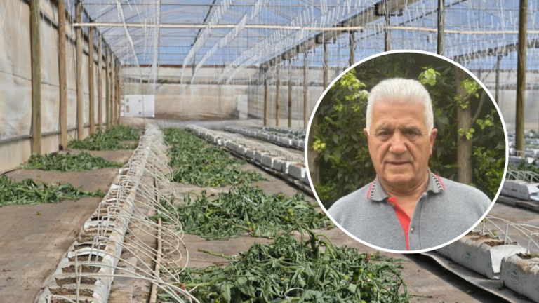 SA man Harry Kapiris bins $1.1 million worth of tomatoes amid virus outbreak