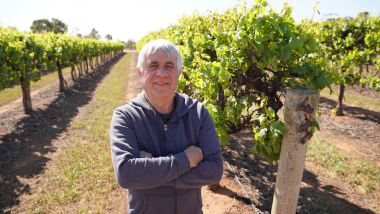 SA grape grower Michael Stivahtaris counts his losses amid frosty weather