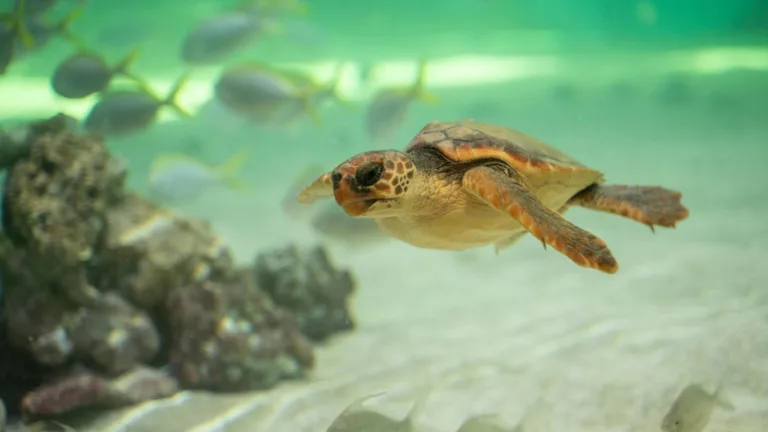 Sea turtle nests in Greece reach record numbers