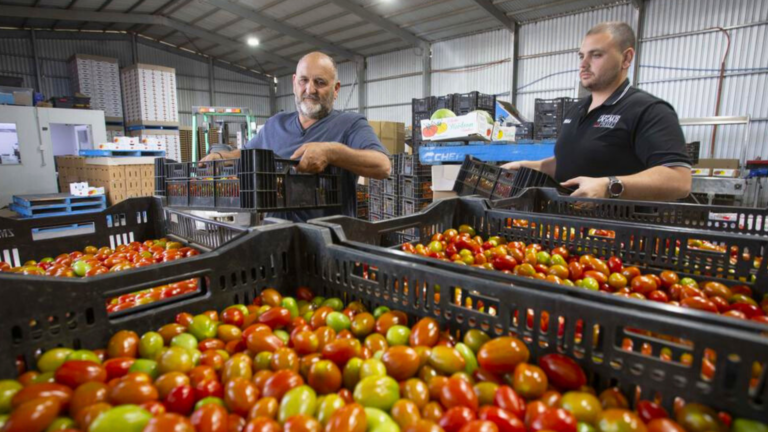 Greek tomato growers angered amid fruit virus outbreak in SA