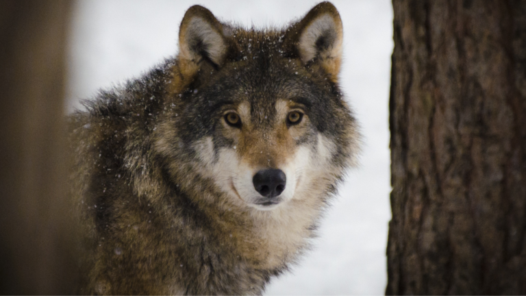 Wolves return to the Peloponnese after almost a century