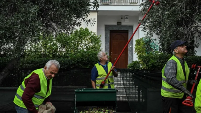 Urban olive harvests: A lifeline amid Greece’s soaring oil prices