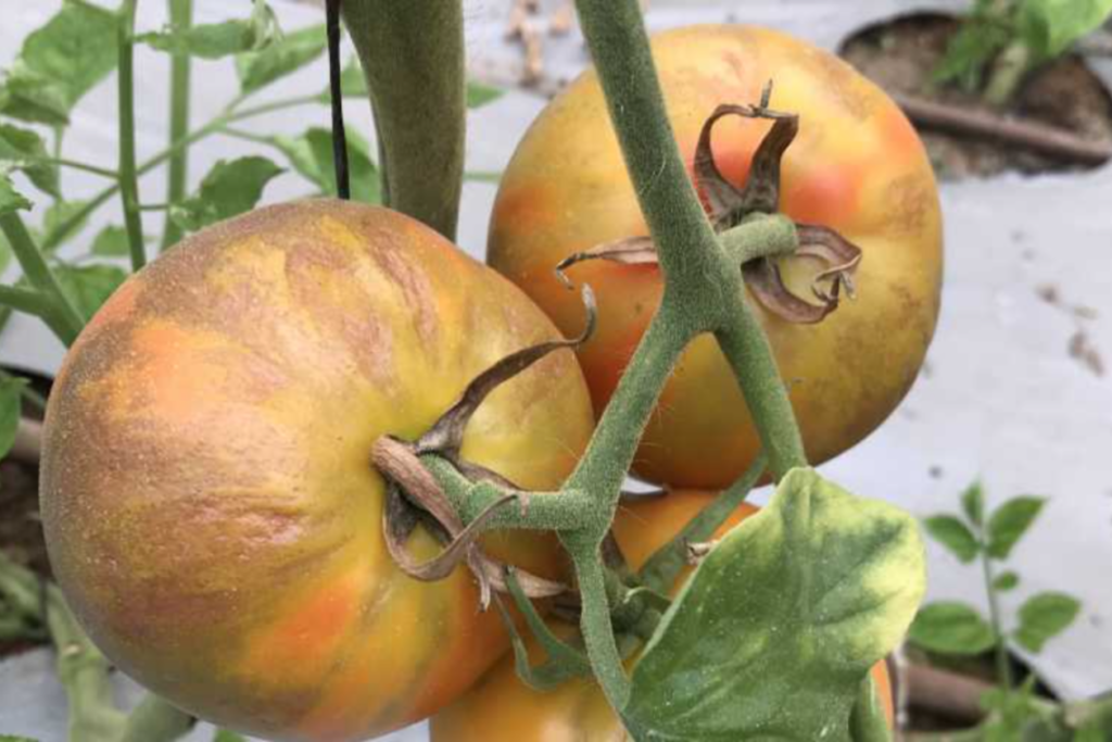 Photo: Growing Produce.
