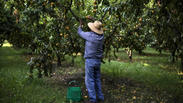 Greek farmers prepare for nationwide mobilisations over income