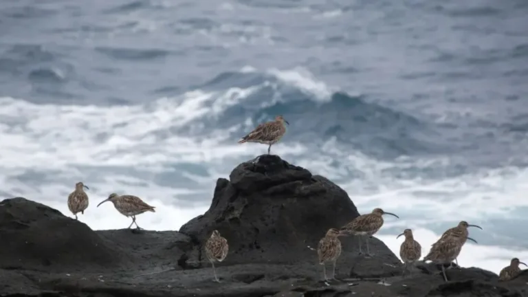 Slender-billed curlew declared extinct in Greece