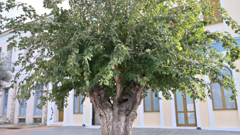 Historic tree uprooted in the Peloponnese