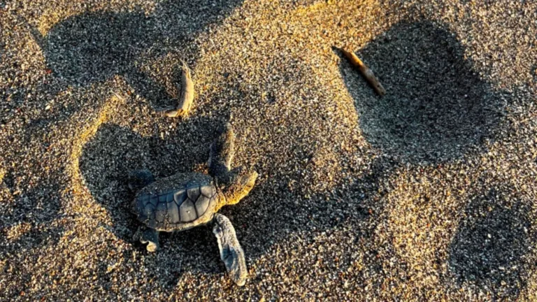 Green sea turtle nest discovered for the first time on Rhodes