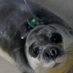 seal